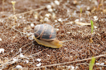Edible snail
