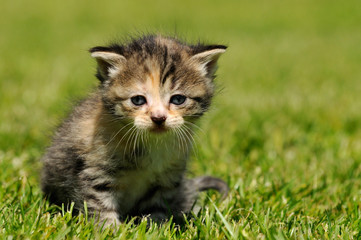 Katzenbaby im Gras
