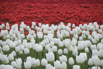 Fototapeta premium Red and white