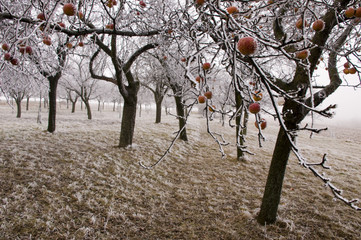 Bio apples left on the trees