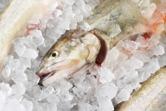 Trouts