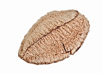 One whole single shelled Brazil nut isolated on white