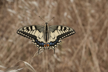 Machaon