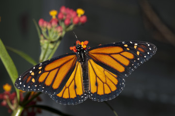 Monarch butterfly