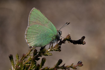 Green Busksommerfugl