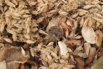 traditional chinese medicine