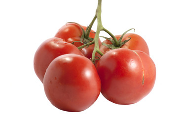 tomatoes
