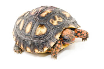 Tortoise