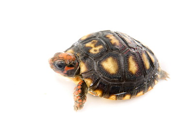 Tortoise