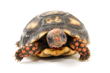Obraz premium Tortoise