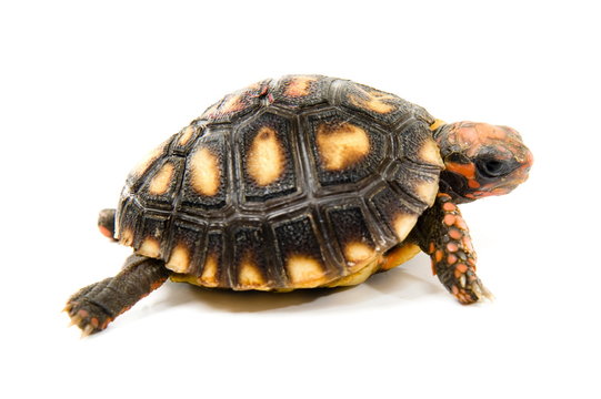 Tortoise