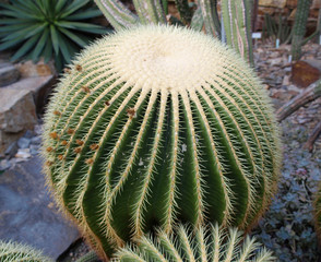 Cactus