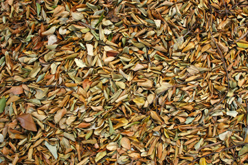 Abstract Background Texture of Fallen Leaves on a Jungle Floor