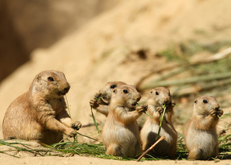 Group of prairie dogs eating