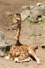 Young giraffe sitting on the ground