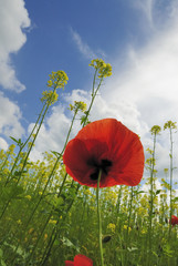 Mohn in Raps