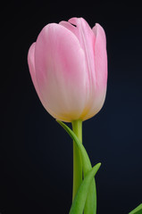 Tulip
