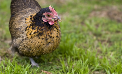 free range hen crele bantam organic poultry