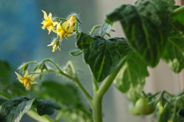 Flowering tomato