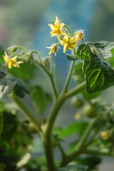Growing tomato