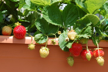 Growing strawberries on balcony