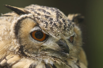 Uhu mit großen Augen