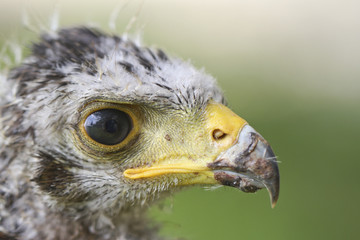 Nahaufnahme eines jungen Greifvogels