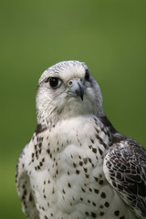 Stolzer Sakerfalke vor grünem Hintergrund