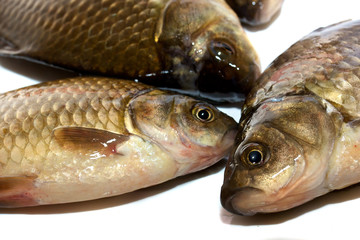 fresh crucian isolated on white background