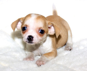 Obraz premium Chihuahua puppy