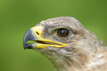 Obraz premium Nahaufnahme eines Greifvogels