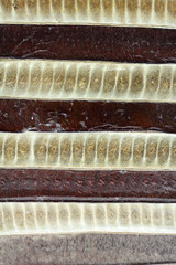 fond de gousses sèches tropicales