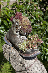 Schuh mit Sukkulenten