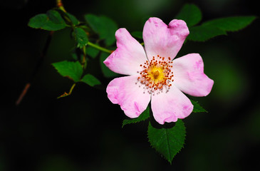 Wildrose