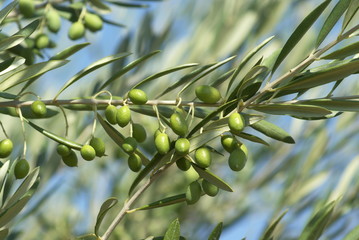 olives vertes
