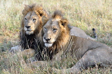 Two male lions together, a rare view