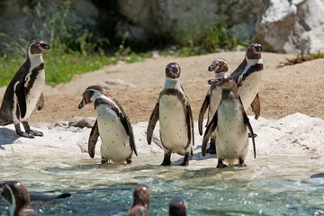 Foto op Canvas Pinguine © thongsee