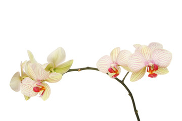 Moth orchid flowers