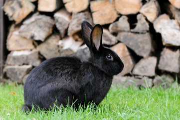 Schwarzes Kaninchen