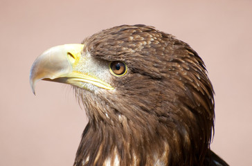 sea eagle profile