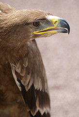 american eagle posing