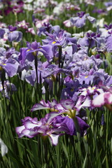 Iris 花菖蒲 (東京・小石川後楽園)