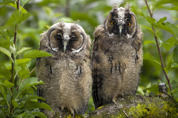 Long-eared owls