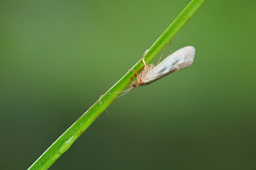 Köcherfliege - Trichoptera