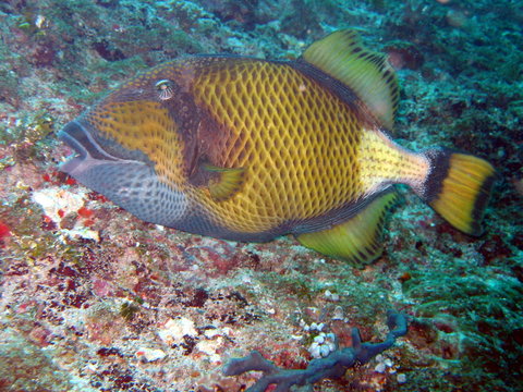 Titan Dr&uuml;ckerfisch