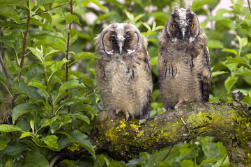 Owls