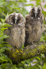 Owls