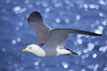 With the sea in the background, sea gull