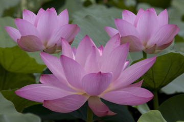 Flower of a beautiful lotus