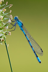 Gemeine Becherjungfer - Enallagma cyathigerum